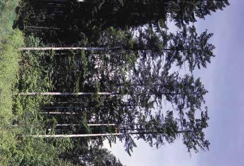 Abecední přehled popsaných jehličnanů jedle Pinaceae (borovicovité) Stálezelené, vysoké, kuželovité stromy, větve převážně v přeslenech odstávající.