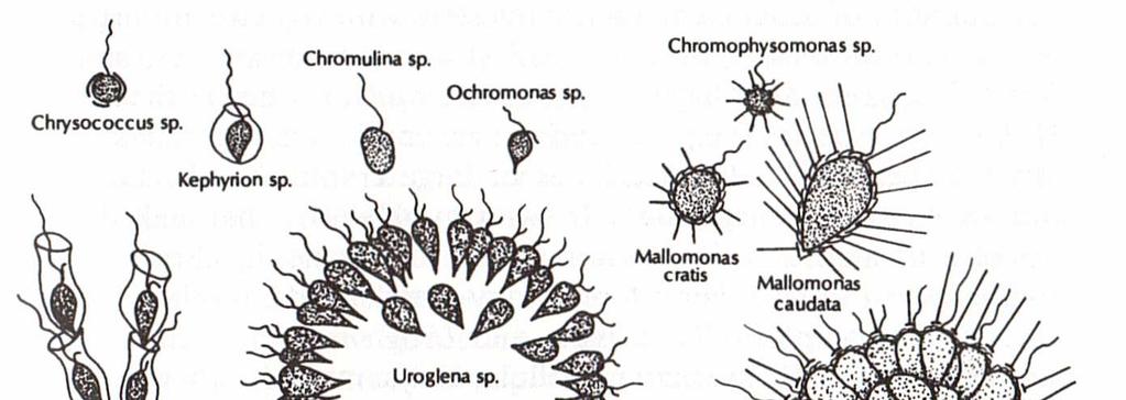 3. STOMATOCYSTY A KŘEMIČITÉ ŠUPINY CHRYSOFYT 3.