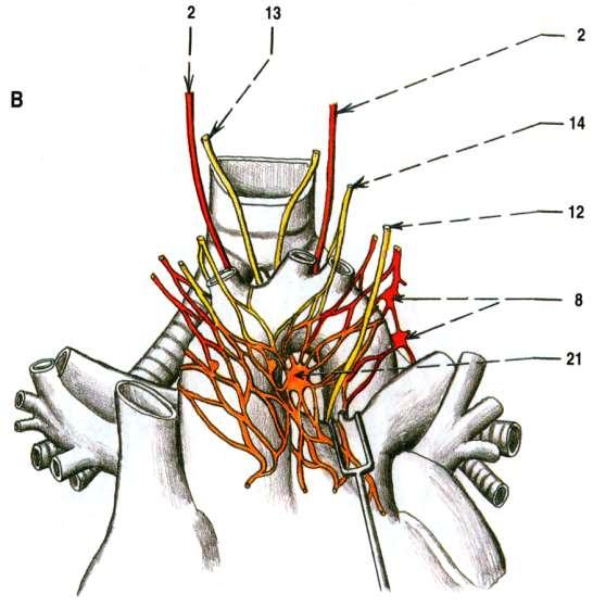 anatomie