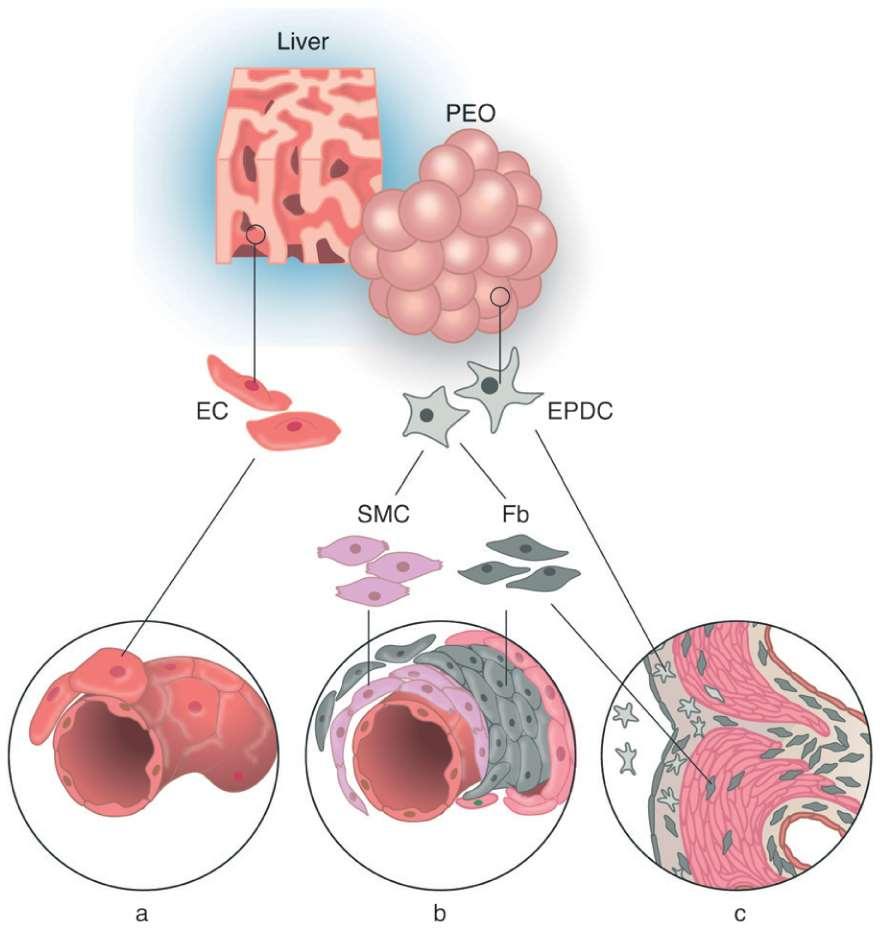 Vývoj perikardu Tkáně odvozené z epikard -fibroblasty v srdci -hladká