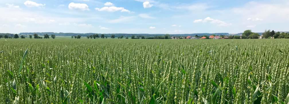 Agronomické vlastnos Výnos v raném sort.