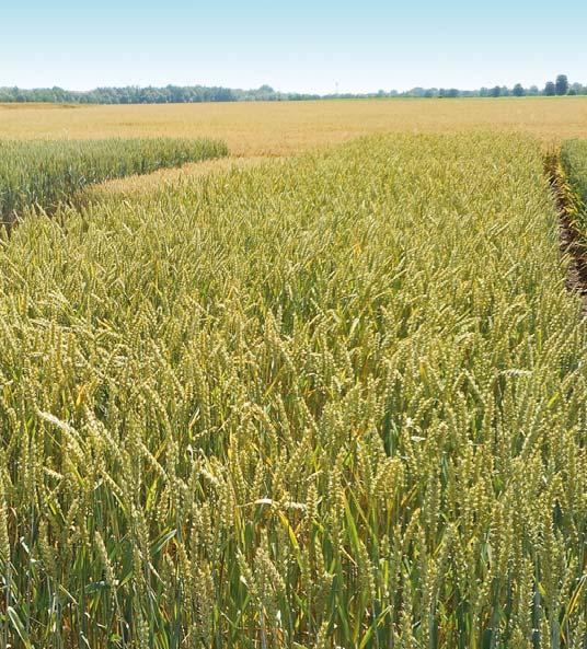 LG Radana (LGWHE11-104/1) novinka E KVALITA LG Radana - odrůda s vysokou odolnos ke rzi plevové p,1, 5 4 3 2 1 0,0 i s i ó,4,5 rez, rez s Zdroj: Státní odrůdové zkoušky ÚKSÚP, SR, 2015 201 Pozn.