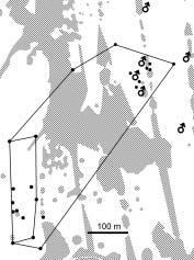 klíba J. & Fuchs R. / Chfiástal polní na umavû samcû byl dokonce schopen pfiekonat lesní bariéru za úãelem této náv tûvy (obr. 1).