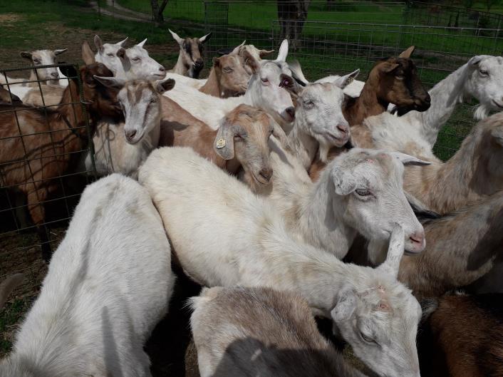 rozdána i brožura Zpracování mléka na farmě, která je ke stažení také zde: https://www.szif.