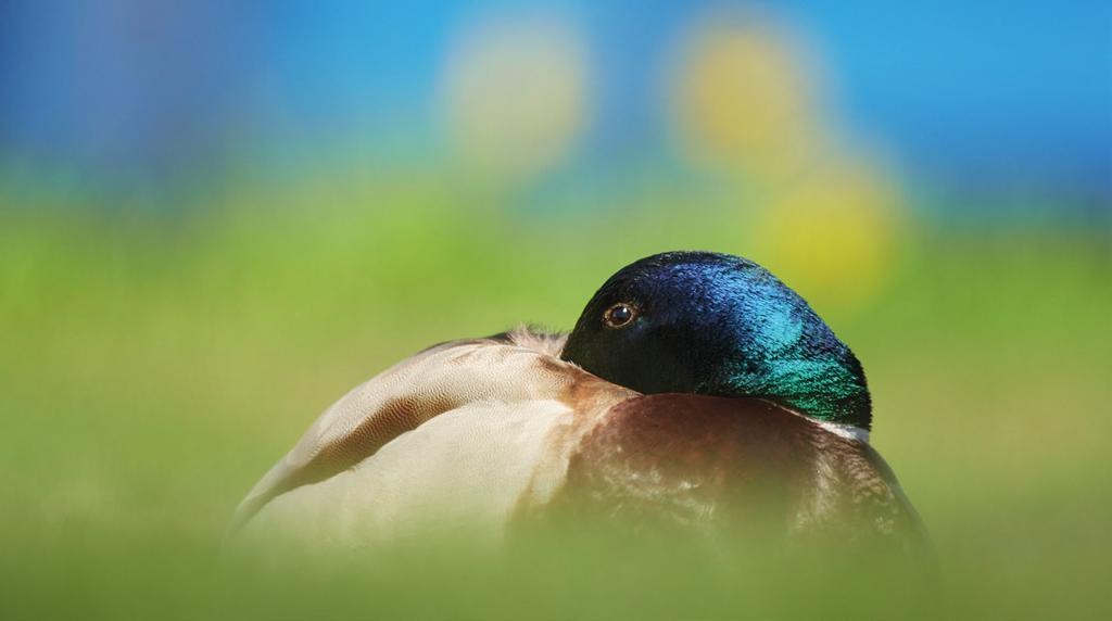 vyhovuje víc než to přirozené: třeba právě splachovací městští kosi dosahují několikanásobně vyšších hnízdních hustot než plaší kosi lesní.