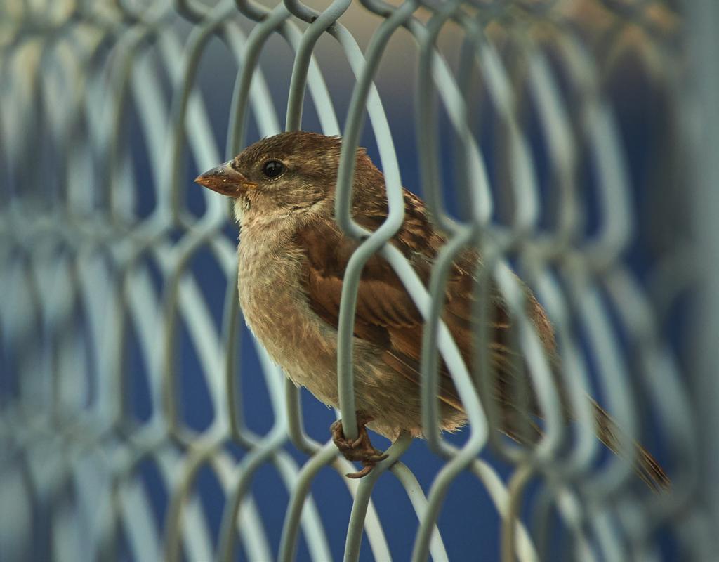 Ostatní vlastnosti mají jen malý vliv, nezanedbatelný snad jen u velikosti mozku (větší je do města lepší) a výběru prostředí (ochota tolerovat proměnlivější prostředí se hodí, hnízdění na zemi je