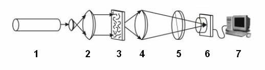 Fig. 5.1 Orientation of muscle fibers during investigation. 5.2 Transmitted light The optical setup for measuring coordinate distributions of parameters of biological tissue (BT) (i.e. meat) object fields with transmission mode is shown in Fig.