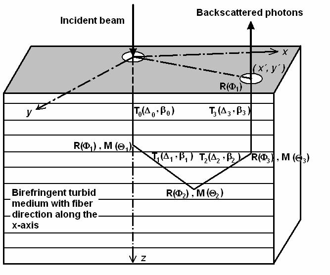 6 RESULTS In this Chapter we use the theory outlined above to analyze the multiple scattering of a narrow, linearly polarized light beam by a plane-parallel medium composed of spherical dielectric