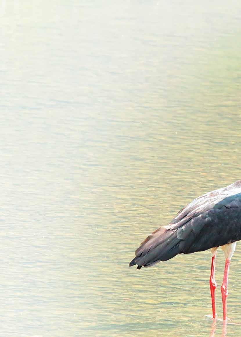 FAUNA & FLÓRA Jiné světy Žijeme v krajině pozměněné a ovlivněné člověkem.