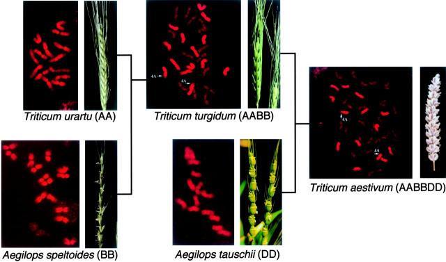 Triticum turgidum durum with wild-type diploid species Aegilops tauschii (2n = 2x = 14, DD, Fig. ).