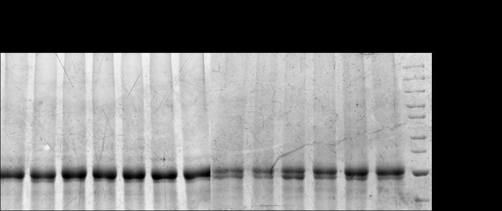 4.1.4 Detection of TaCKX1 by Western Blot In order to monitor levels of CKX1 protein, Western Blot analysis was performed.