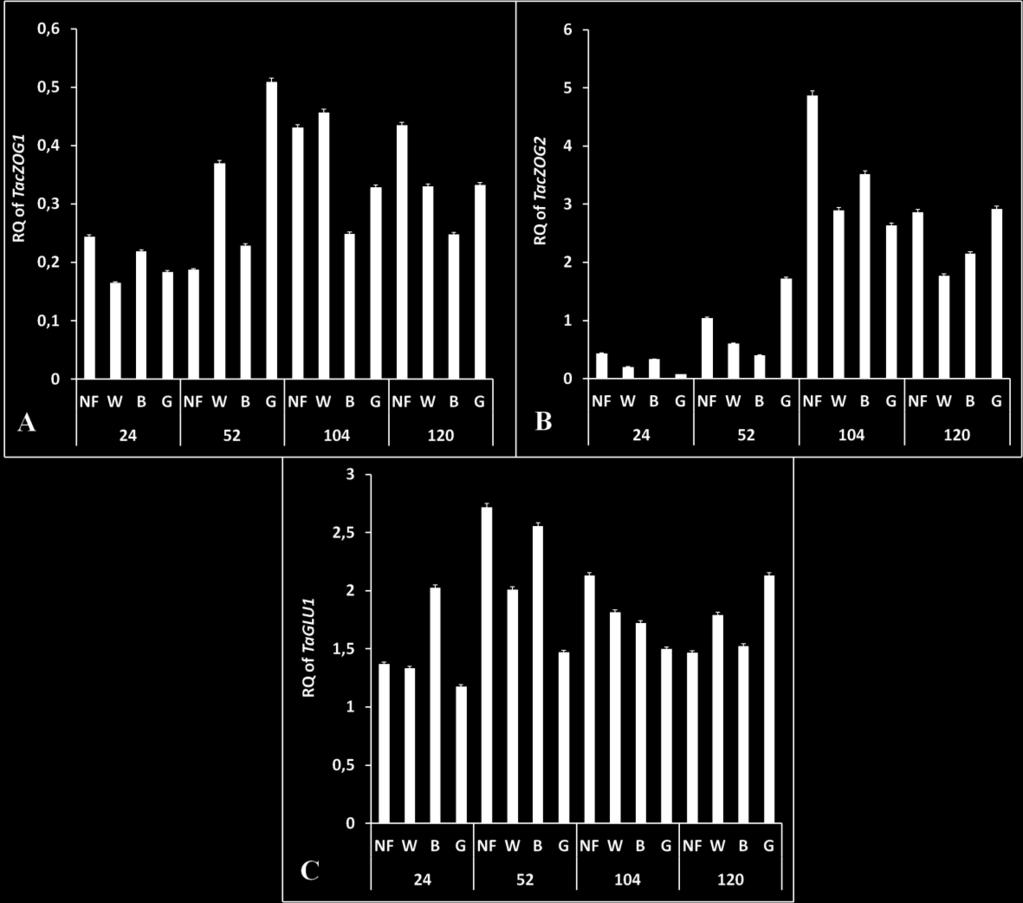 B- Relative gene expression of TacZOG2 encoding cis-zeatin O- glucosyltransferase 2. C- Relative gene expression of TaGLU1 