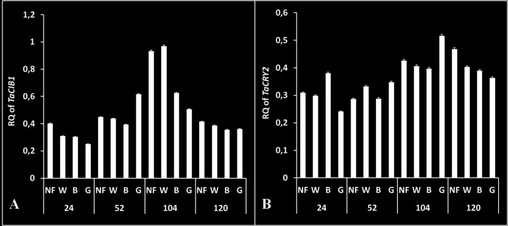 The consistent down-regulation was also observed in CRY2 expression patterns (Fig. 19 B). The comparative expression analysis has not revealed in researched treatments significant alterations.