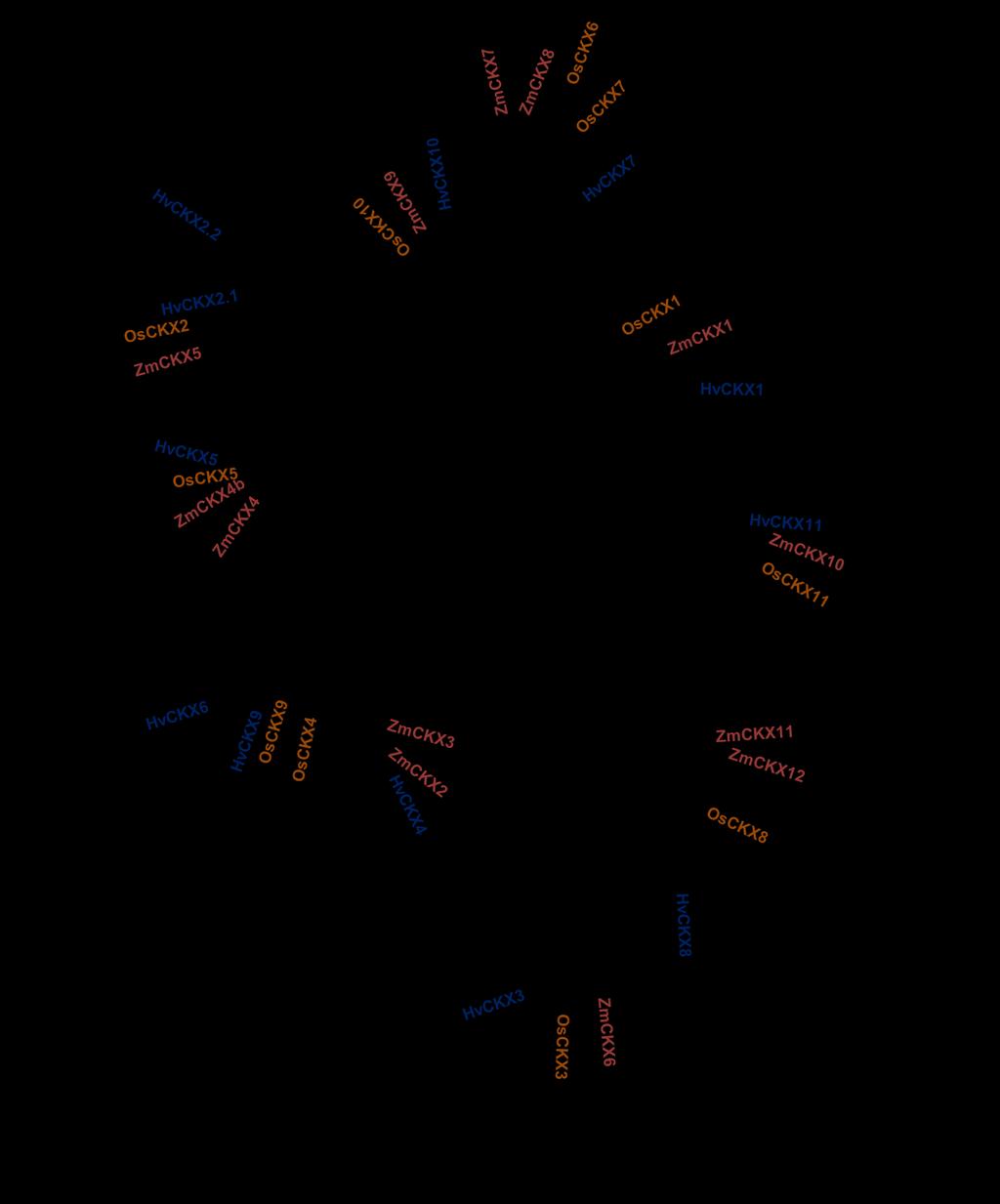 Figure 20- Evolutionary comparison of CKX protein sequences.