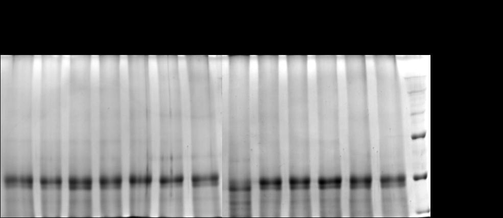 Significantly lower, but detectable amount of CKX1 protein was present in leaves treated with W and B filter. In previous time points the signal was almost not detected, similarly as in To.