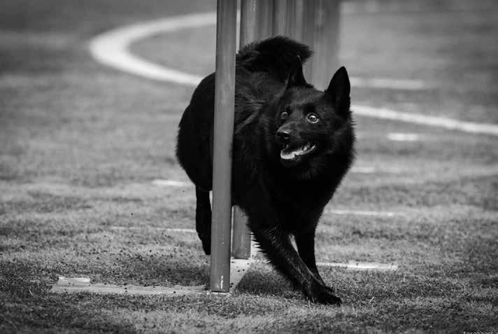 18 čtení na neděli 6/2019 tel. 388 402 264 Kurz agility Kynologický klub Vimperk Na našem kynologickém cvičišti nově otevíráme kurz agility pro začátečníky.