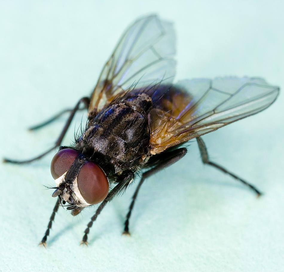 9) MOUCHY 17 Jestliže můj lid nepropustíš, hle, pošlu na tebe, na tvé otroky, na tvůj lid a do tvých paláců mouchy. Domy Egypťanů budou plné much, dokonce i ta půda, na níž jsou.