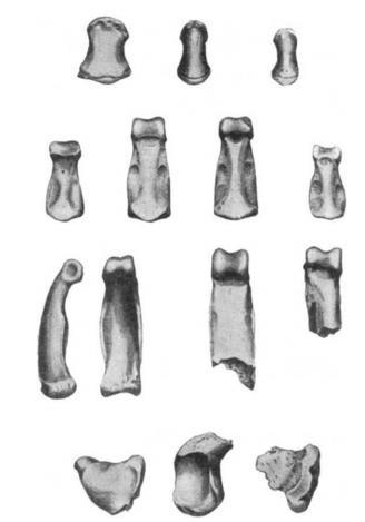 19 3.2.2.4 Ruka u zástupců rodu Homo V roce 1964 Leakey et al. přiřadili k nově nalezenému Homo habilis několik charakteristik, kterými by se měl vyznačovat každý ze zástupců rodu Homo.