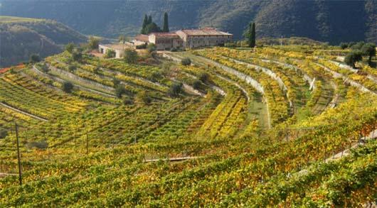 Víno Giulietty, Gardské jezero a Alba lanýže Verona/Valpolicella (Amarone), Piemonte/Langhe (Barolo) vinařský program The DiVine wine&gourmet tours&tuscany dream Víno a turistika v Toskánsku & Itálii