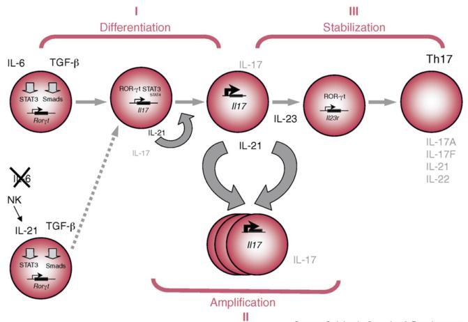 Je také známo, že interferon-γ (Th1 cytokin) inhibuje diferenciaci Th2 a Interleukin-4 (Th2 cytokin) inhibuje diferenciaci Th1. IFN-γ stejně jako IL-4 inhibují Th17 diferenciaci (San Segundo, 2008).