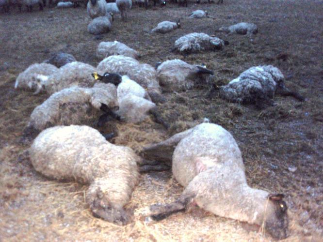 4) DOBYTČÍ MOR Zvířata, která byla na poli zahynula, ale izraelská stáda zůstala nedotčená.