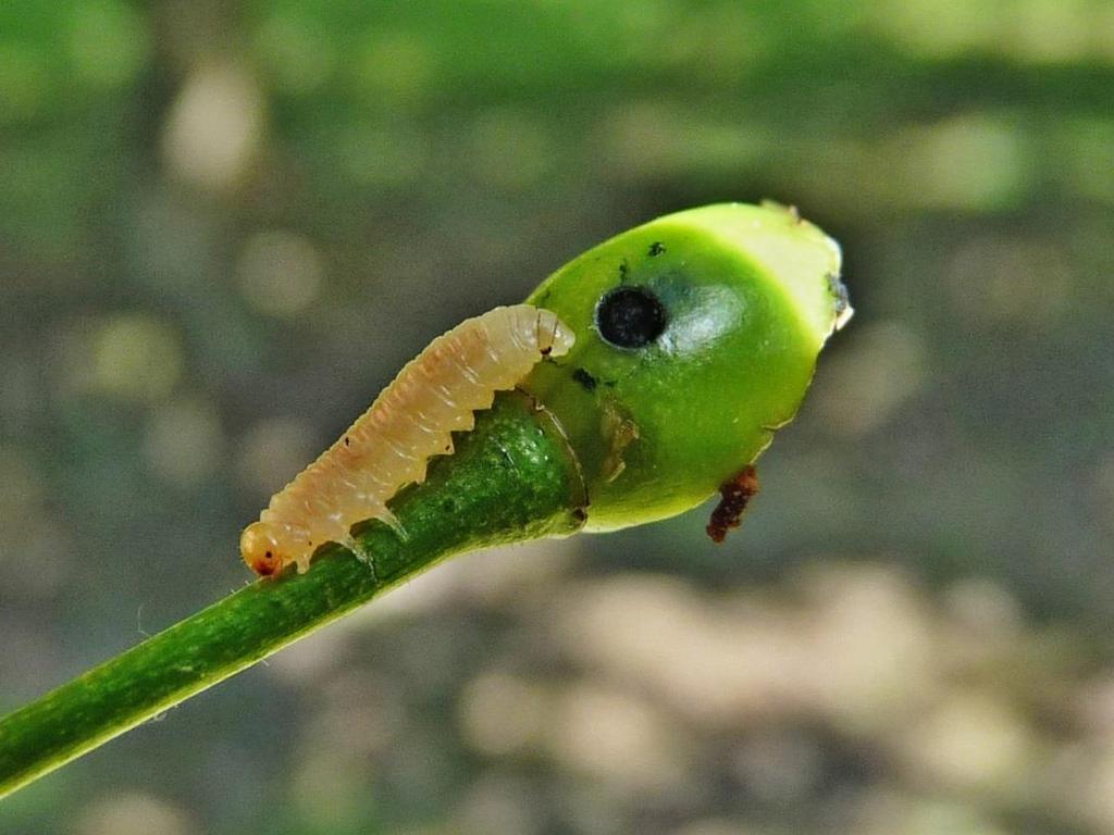 Foto 5 Larva pilatky jablečné opouštějící vyžraný plůdek Kontakt: RNDr.