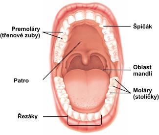 Ústní dutina slouží k rozmělňování potravy pomocí zubů míchání