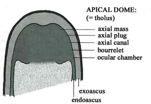 Tholus = apikální domus, askoapikální aparát