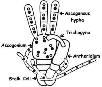 askomycety www2.
