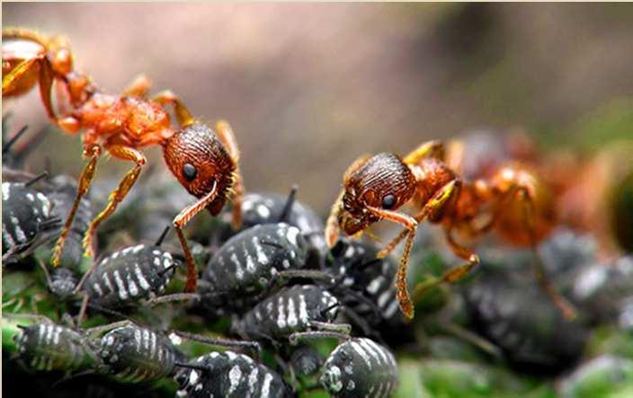 mravenec potrava, obydlí