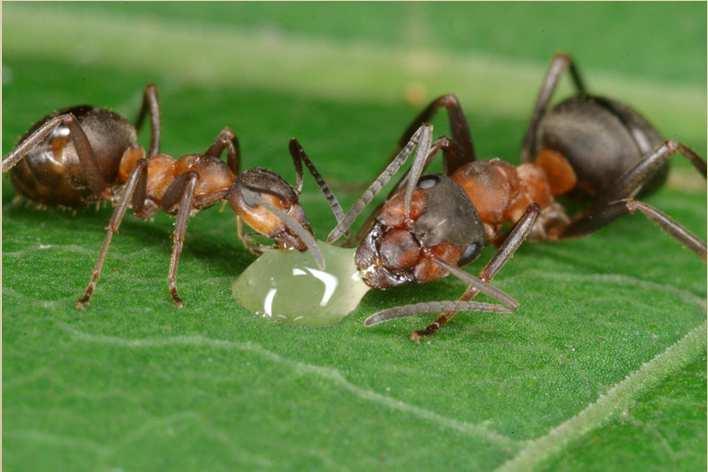 mšice mravenec potrava