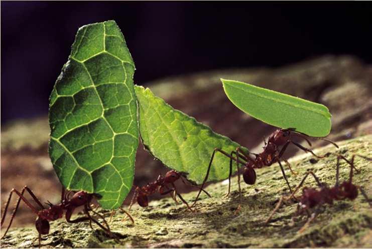 Obligátní mutualismus Mravenci rodu Attaa houby čeledi Agaricaceae mravenec potrava