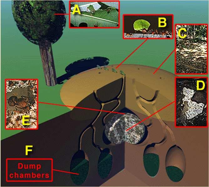 Obligátní mutualismus Mravenci rodu Attaa houby čeledi Agaricaceae mravenec potrava