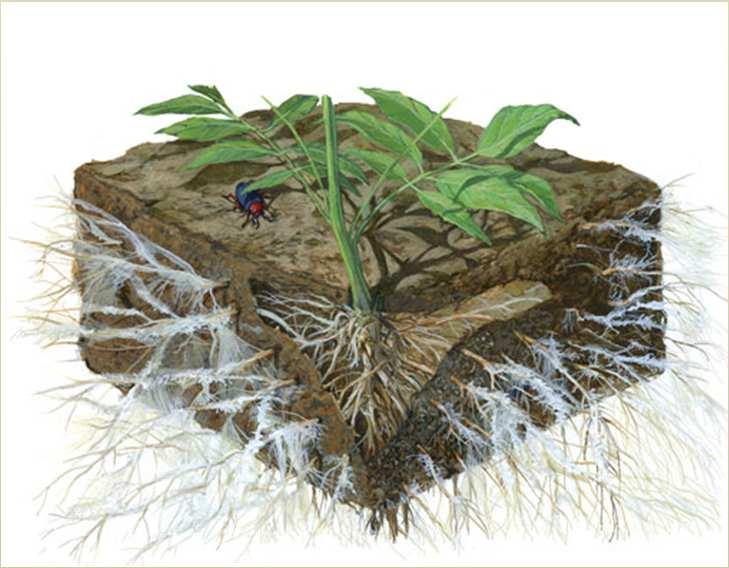 látky (energie, stavební látky) rostlina zvětšení absorpčního povrchu, zisk těžko