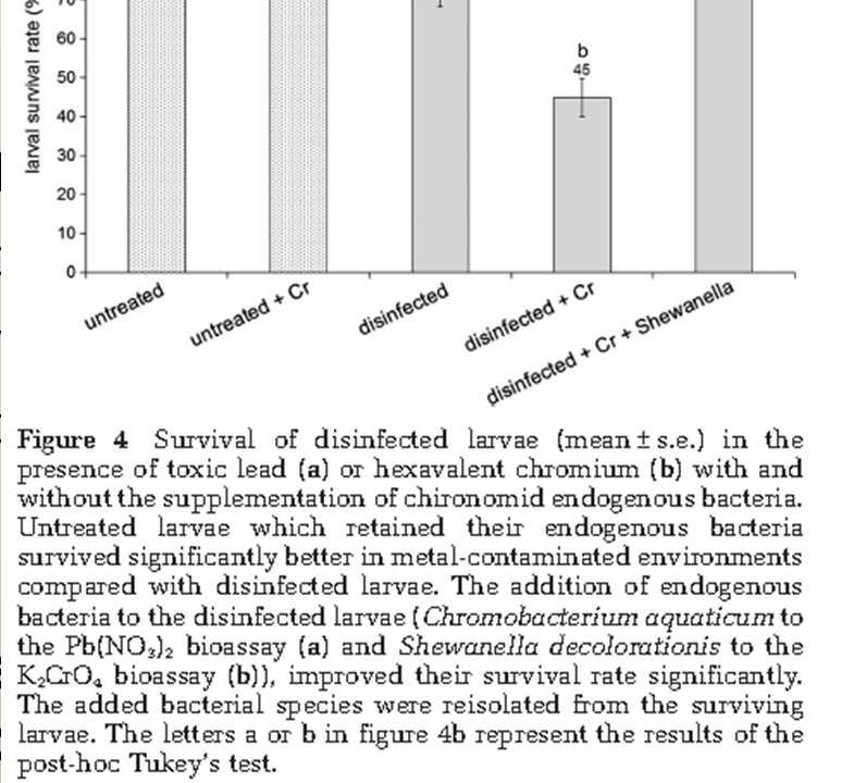 Případová studie Hlavní otázka studie: Přispívají endogenní bakterie k přežití pakomárovitých(chironomidae) v toxickém prostředí?