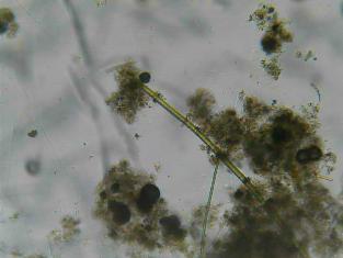 Zvětšenina planktonu v lag 5 Pravděpodobný původ