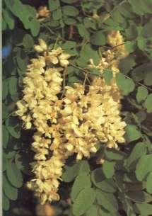 BBVITÉ FABACEAE