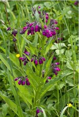 (Borrago officinalis)