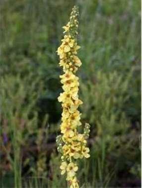 KRTIČNÍKVITÉ SCRPHULARIACEAE
