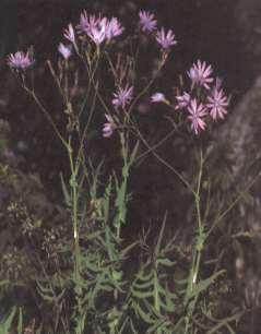 (Taraxacum sect.