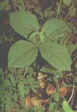 LILIVITÉ LILIACEAE