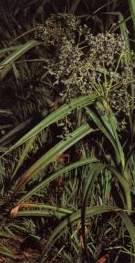 úzkolistý (Eriophorum