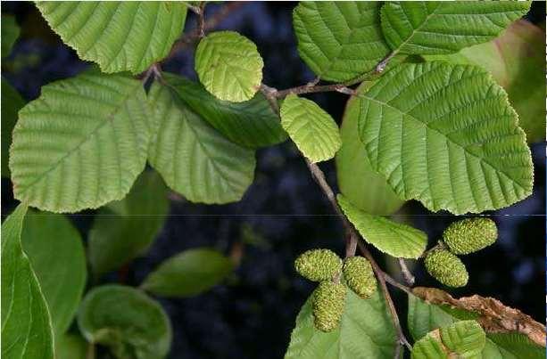 bělokorá (Betula