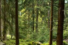 Stručná charakteristika přírodních a porostních poměrů Lesní družstvo obcí hospodaří podle lesního hospodářského plánu zpracovaného pro období od 1.1.1999 do 31.12.2008.