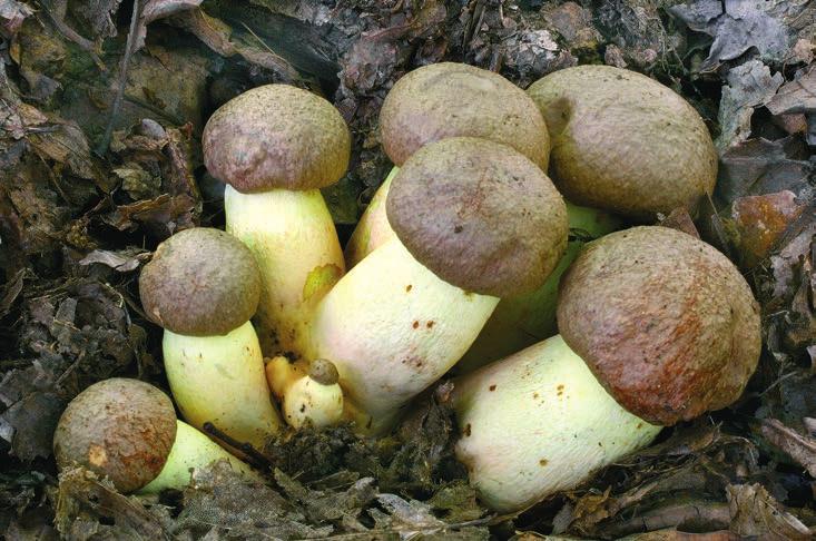 přívěskatý Butyriboletus appendiculatus.