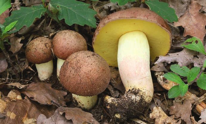 Hřib přívěskatý Butyriboletus appendiculatus.