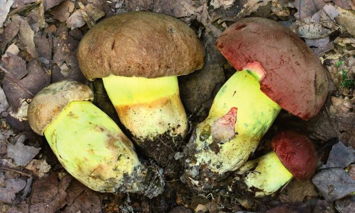 Mikuš (PRM 934097), foto M. Kříž. Hřib přívěskatý Butyriboletus appendiculatus (vlevo, herb.