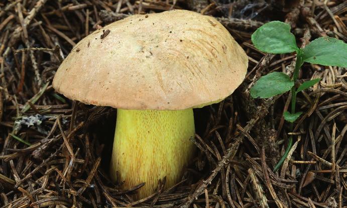 Evropské druhy hřibů rodu Butyriboletus Hřib horský Butyriboletus subappendiculatus.
