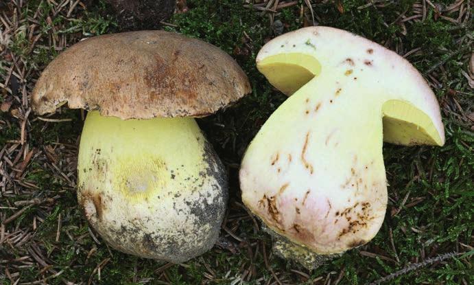 Graca (PRM 924367), foto M. Kříž. Hřib horský Butyriboletus subappendiculatus.
