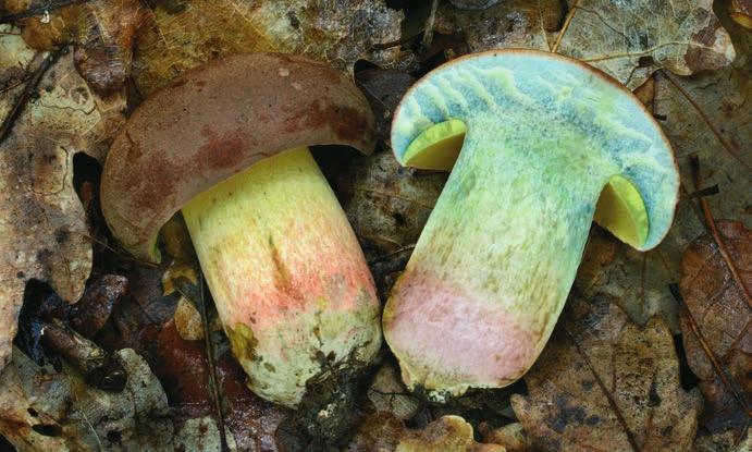 Evropské druhy hřibů rodu Butyriboletus Hřib růžovník Butyriboletus fuscoroseus.